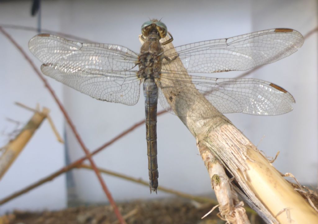 Orthetrum coerulescens anceps, femmina